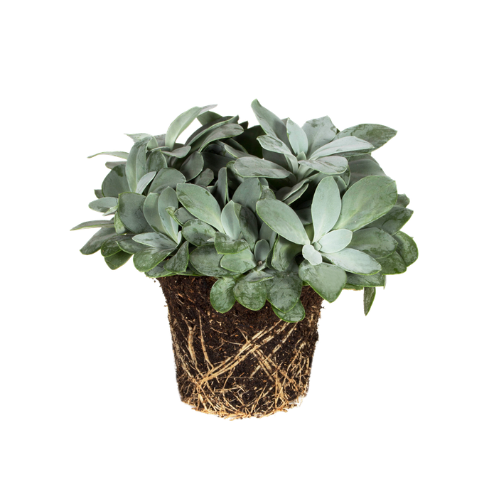 Senecio Mountain Fire